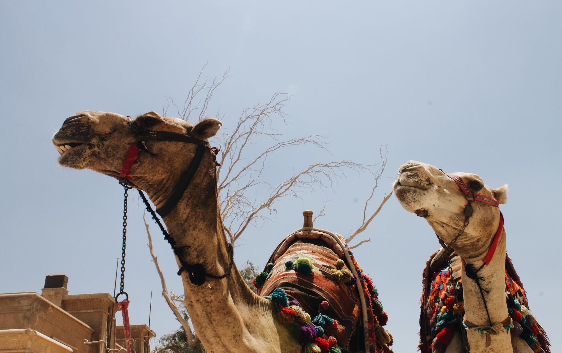 اين يقع مهرجان الملك عبد العزيز الابل