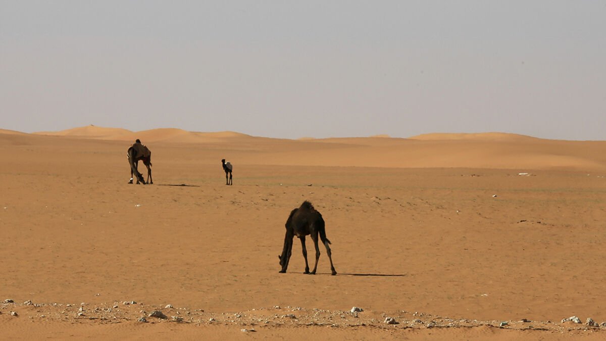 قبيلة الدواسر وش يرجعون