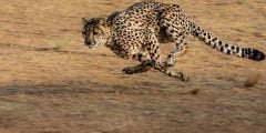 أسرع حيوان في العالم وكم تبلغ سرعته