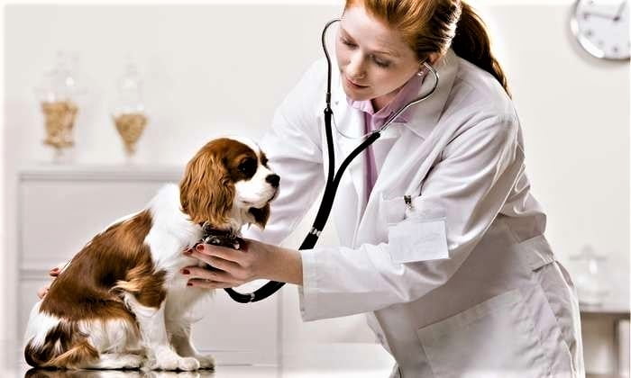 أفضل قسم في كلية الطب البيطري