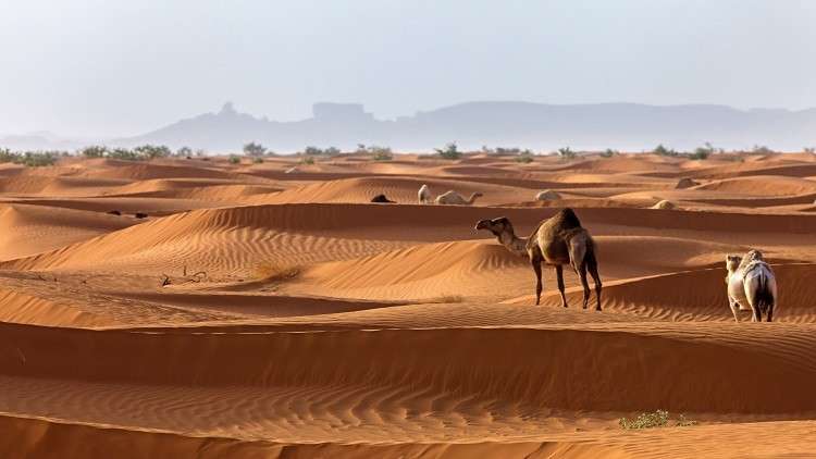 البواردي وش يرجع ، أصل عائلة البواردي من وين