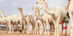 السعودية تطلق منصة إلكترونية لحفظ سلالات الإبل وتوثيقها 2021/2022