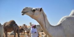 تعرَّف على أشهر ألوان الإبل العربية وخصائصها الجسمانية