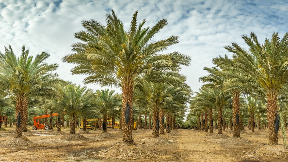 تفسير حلم النخل في المنام لابن سيرين وابن شاهين