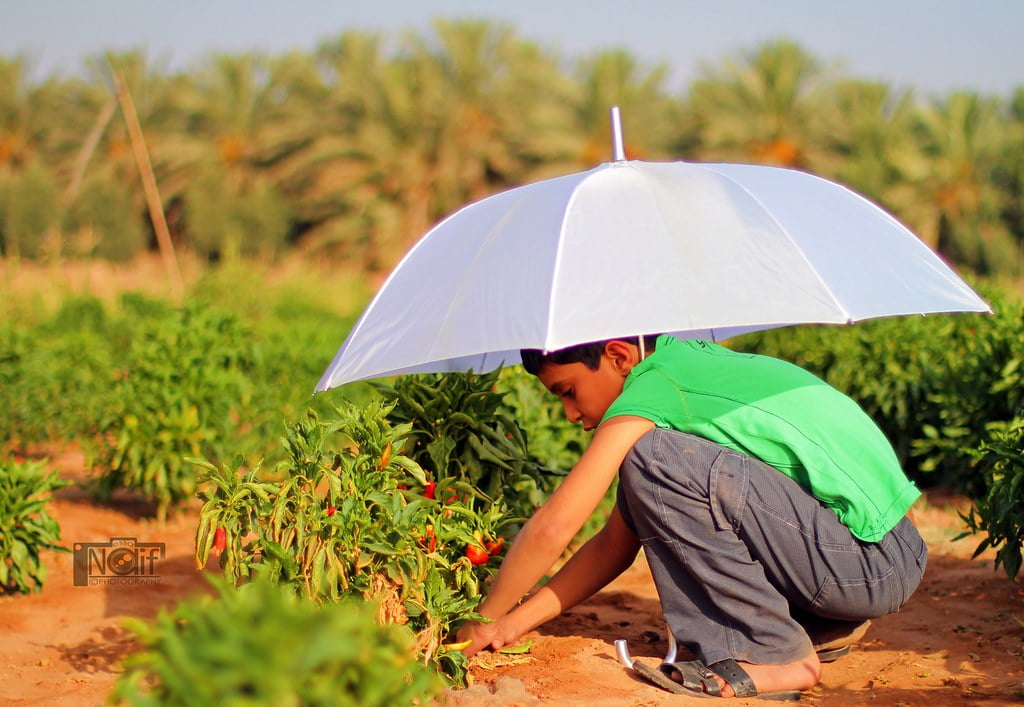 تفسير حلم زراعة الارض في المنام لأبن سيرين