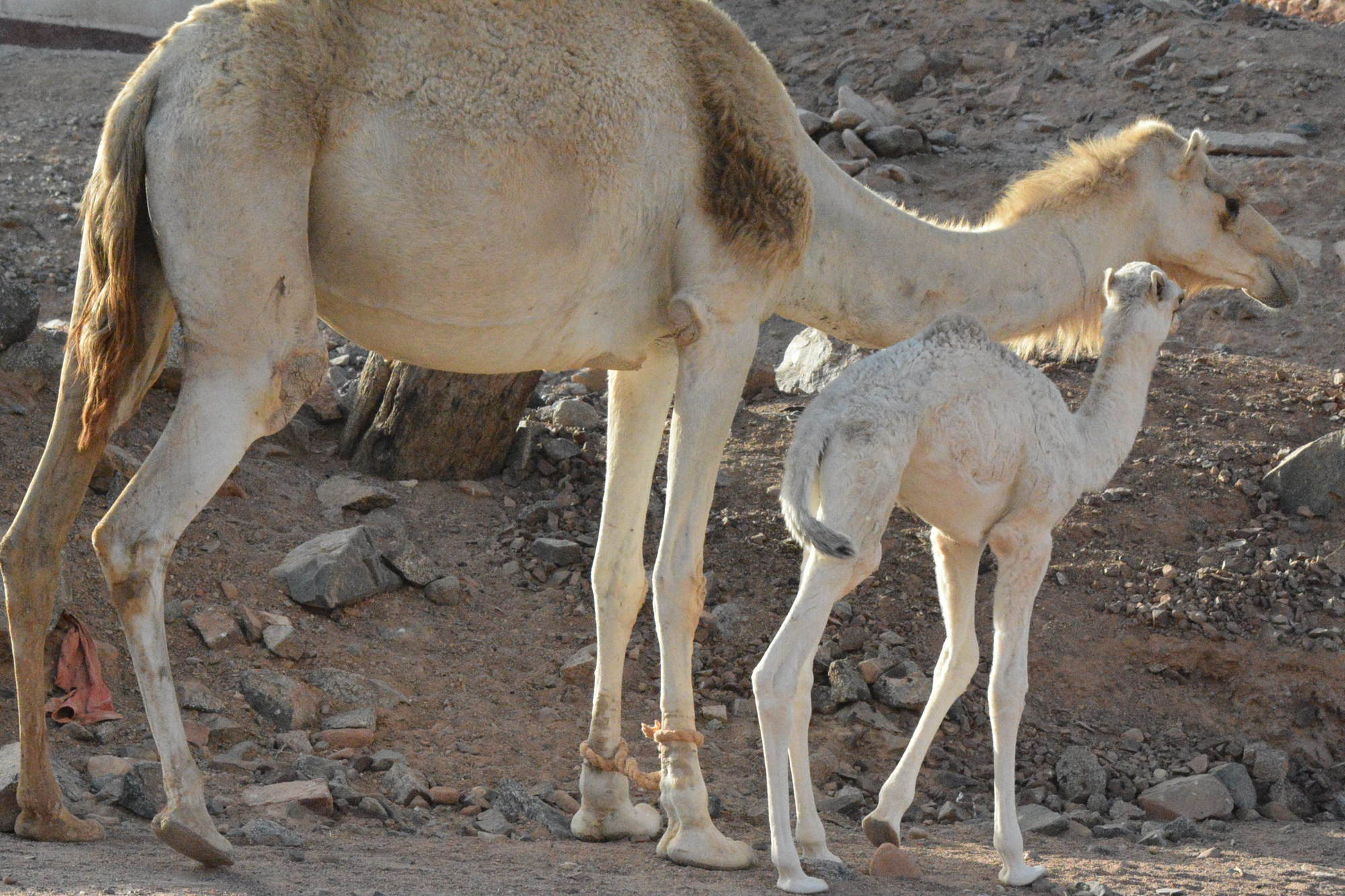 كم مدة حمل الناقة؟