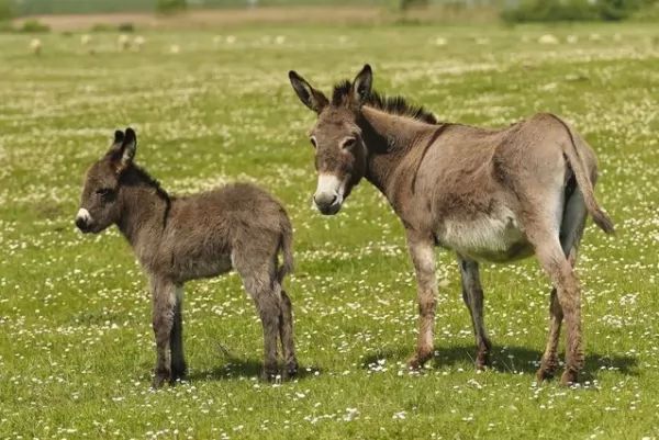 ما تفسير رؤية البغال في المنام و ما الذي يدل عليه