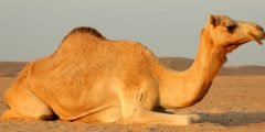 ماذا تسمى الناقة التي لم تلد لفترة طويلة؟