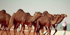من هو صاحب أكبر صفقة إيجار في عالم الإبل بـ 20 مليون ريال