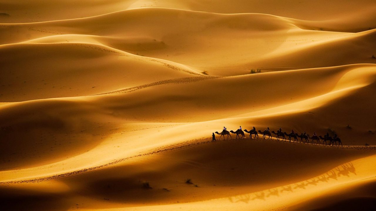 الشلوي وش يرجعون