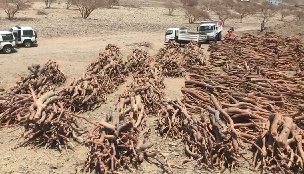 بحث عن الاحتطاب الجائر