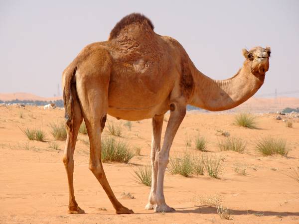 تفسير حرف الجيم ج في المنام للإمام الصادق