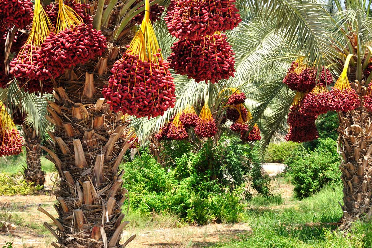 تفسير حلم البلح الأحمر في المنام لأبن سيرين وأبن شاهين