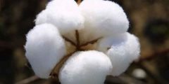 تفسير حلم جمع القطن في المنام للنابلسي