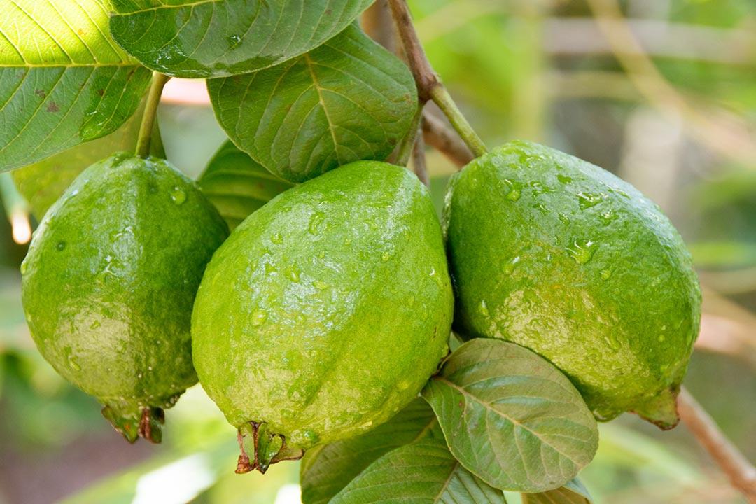 تفسير حلم رؤية الجوافة في المنام لابن سيرين والامام الصادق