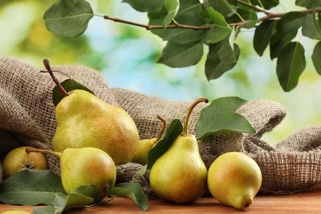 تفسير رؤية حلم الكمثري في المنام لأبن سيرين والأمام الصادق