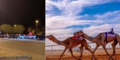 سبب عدم المشاركة ابن لبدان في مهرجان الملك عبد العزيز للإبل القادمة