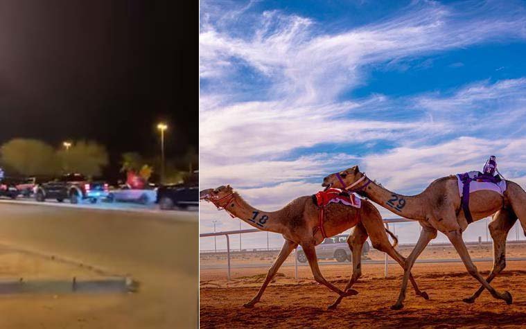 سبب عدم المشاركة ابن لبدان في مهرجان الملك عبد العزيز للإبل القادمة