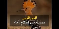 قصة سيدنا سليمان والهدهد كاملة 