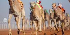 كم تبلغ قيمة جوائز مهرجان الملك عبدالعزيز للإبل السعودية  1443