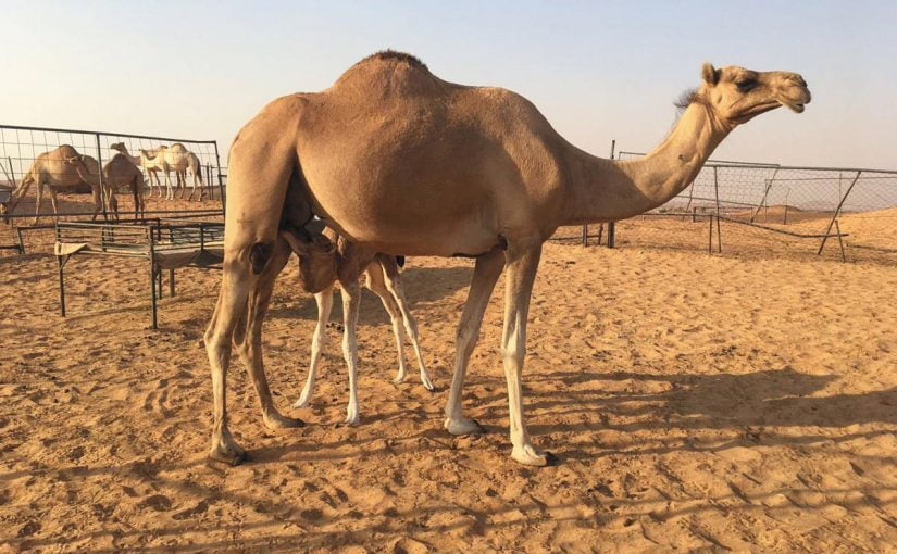 ما فوائد بول البعير