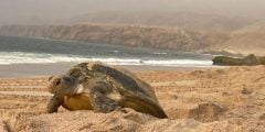 أين تقع محمية السلاحف في عمان
