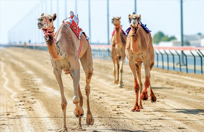 موعد سباق الهجين بالطائف 1443في السعودبة