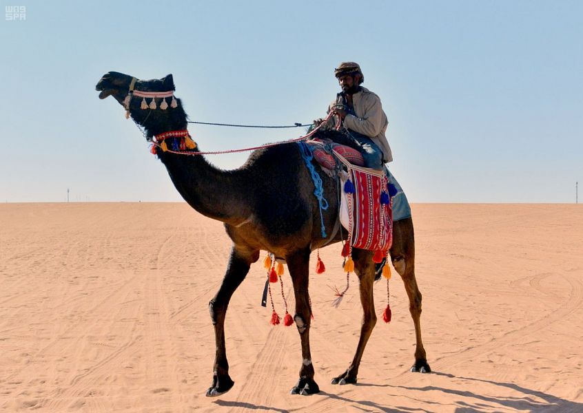 وش معنى الشداد في الابل وش المقصود