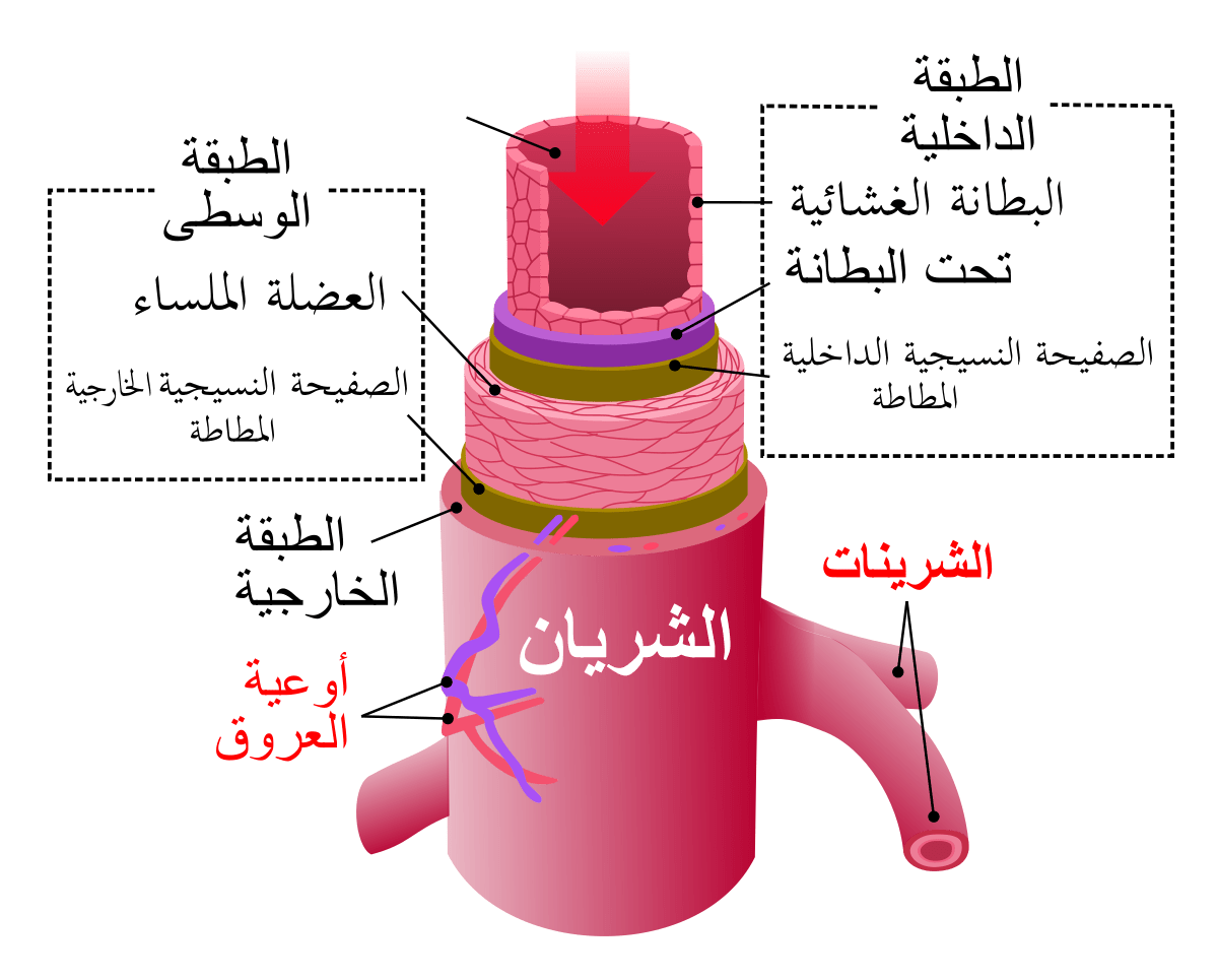 معلومات عن اكبر شريان في جسم الانسان