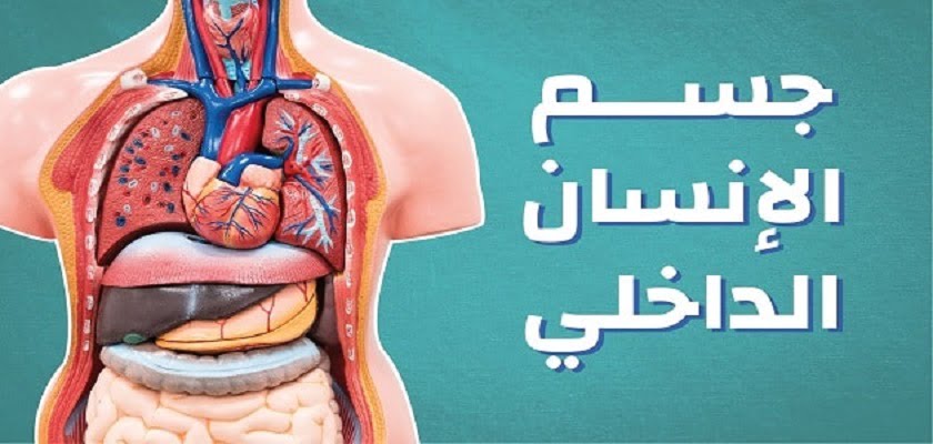 أعضاء جسم الانسان من الداخل بالتفاصيل