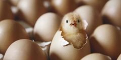 تجلس معظم الطيور على بيضها حتى يفقس. ما السبب في ذلك