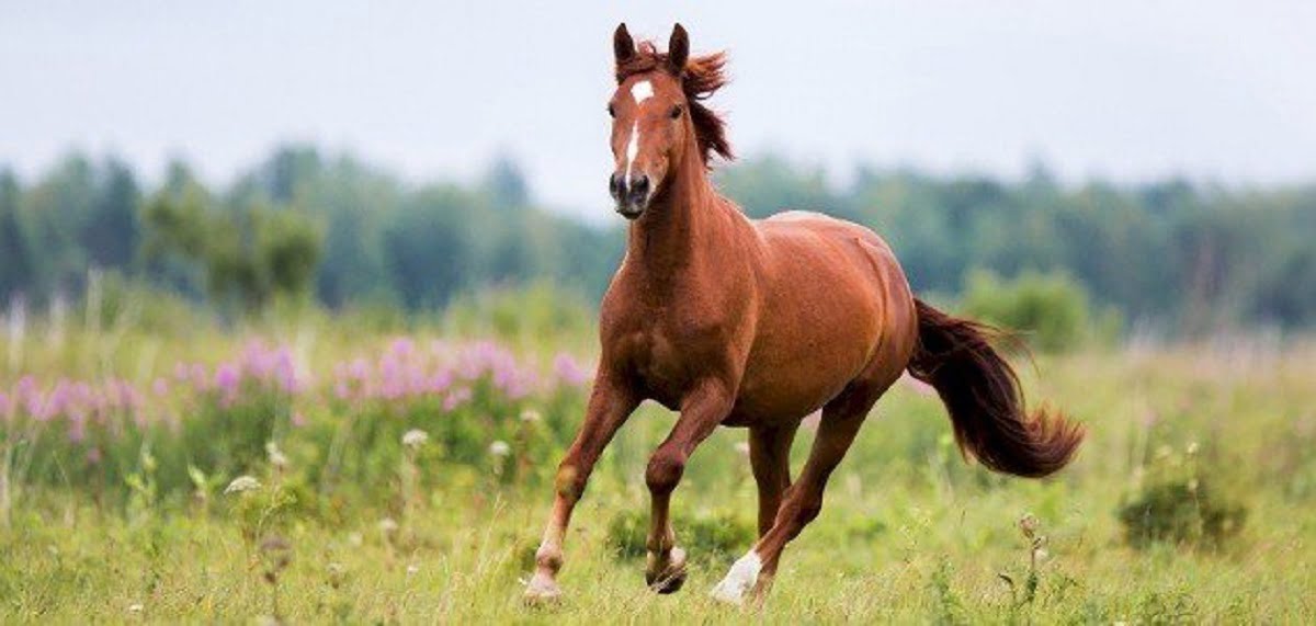 أصغر مروضة الخيل بالدقهلية هنا أشرف 1 أصغر مروضة الخيل بالدقهلية