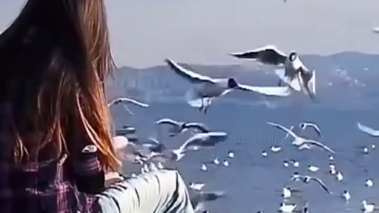 حمامة يا حمامة وش علومك تنوحين كلمات