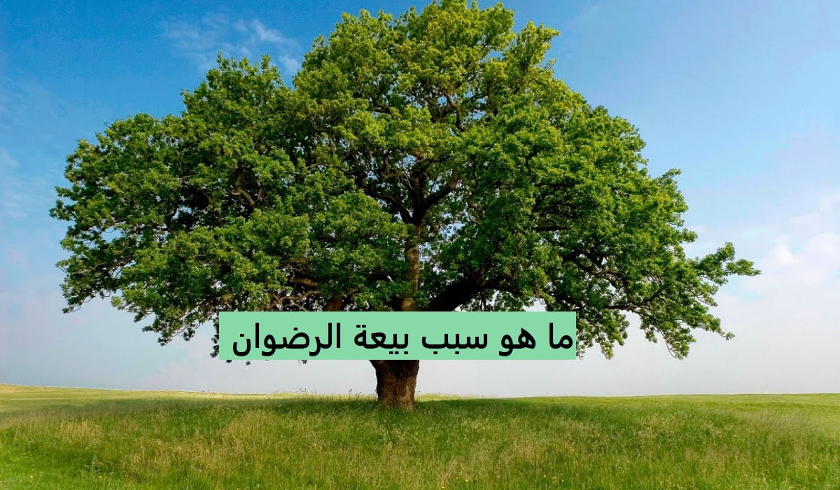 ما هو سبب بيعة الرضوان