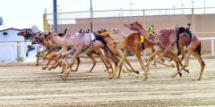 موعد سباق الهجن في قطر 2022