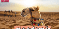 لماذا يضعون افعى في فم الجمل