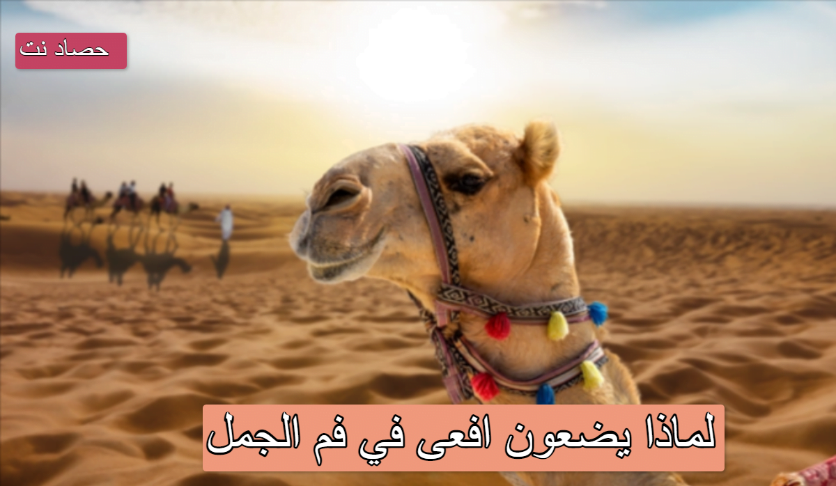 لماذا يضعون افعى في فم الجمل
