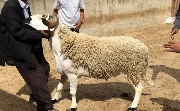 موعد عيد الأضحى 2022 في المغرب وعدد ايام الاجازة