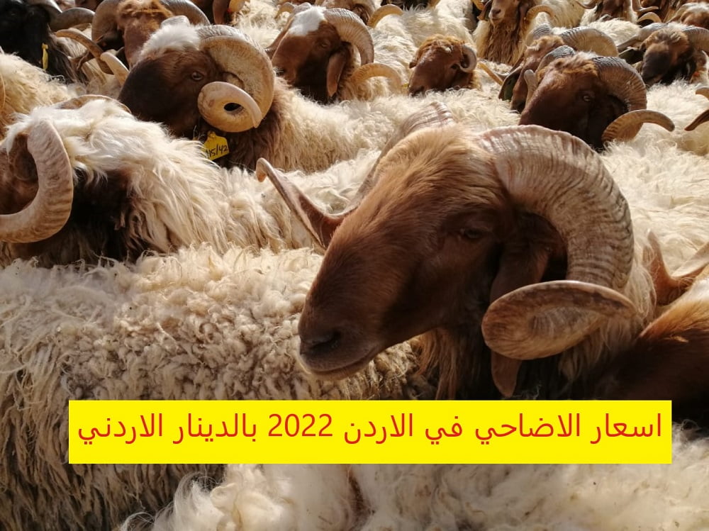 اسعار الاضاحي في الاردن 2022 بالدينار الاردني