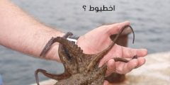 هل يمكن جمع أخطبوط في اللغة العربية؟