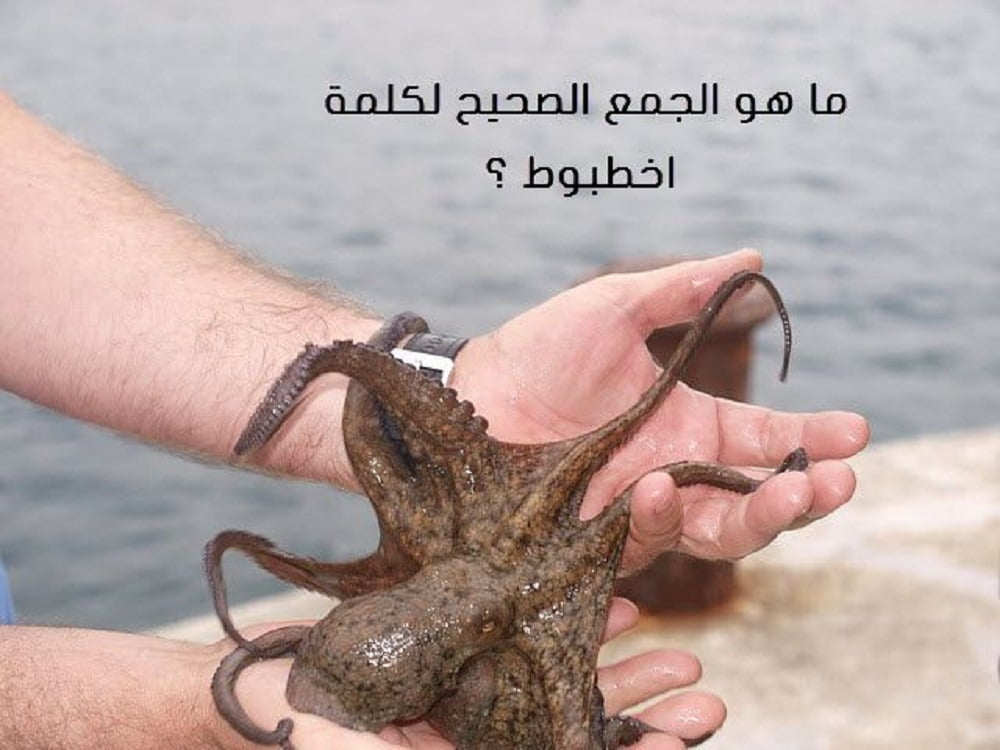 هل يمكن جمع أخطبوط في اللغة العربية؟