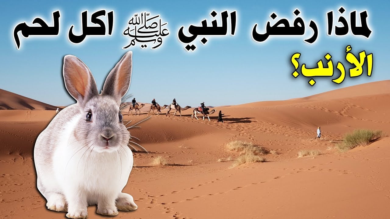 لماذا رفض النبي ان ياكل لحم الارنب؟