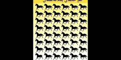 حل لغز كم حصان بثلاثة سقان