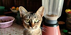 فيديو القط في الخلاط الحقيقي