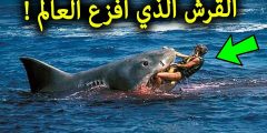 فيديو السائح الروسي وسمكة القرش كامل بدون حذف