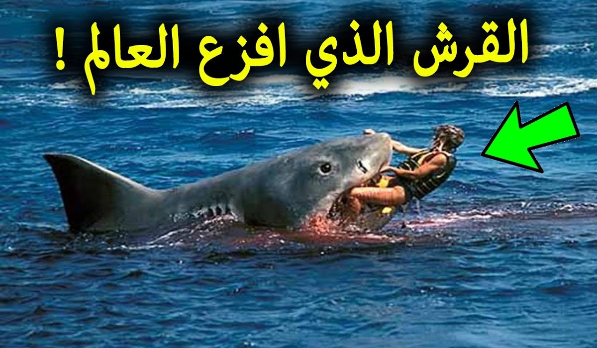 فيديو السائح الروسي وسمكة القرش كامل بدون حذف