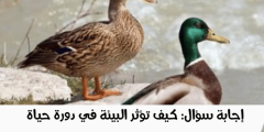 كيف تؤثر البيئة في دورة حياة طائر