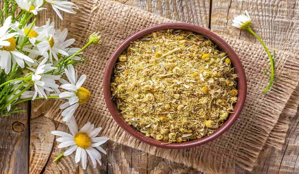 فوائد البابونج للمعدة والقولون وعلاج الاضطرابات الهضمية 2 فوائد البابونج للمعدة والقولون وعلاج الاضطرابات الهضمية