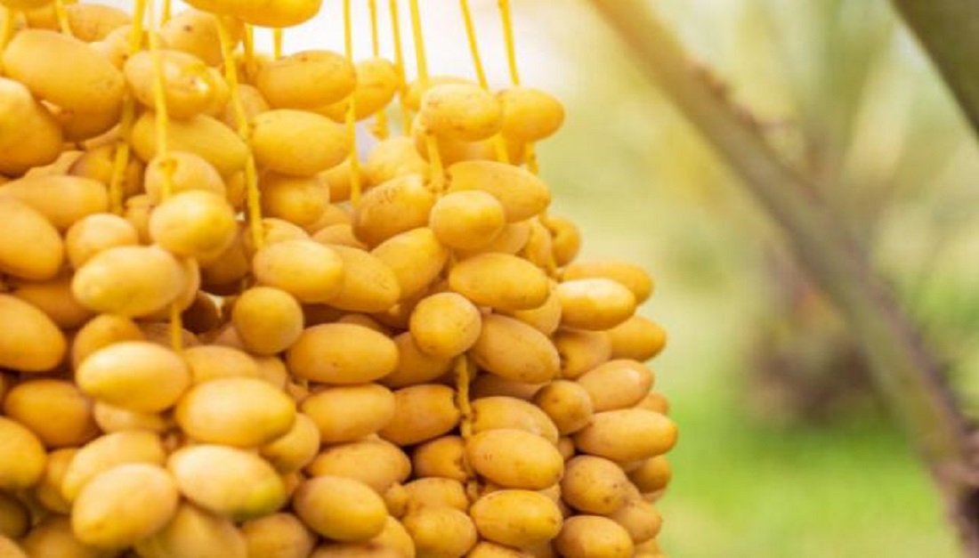 فوائد البلح الصحية والعلاجيه للجسم وجهاز المناعة 3 فوائد البلح الصحية والعلاجيه للجسم وجهاز المناعة